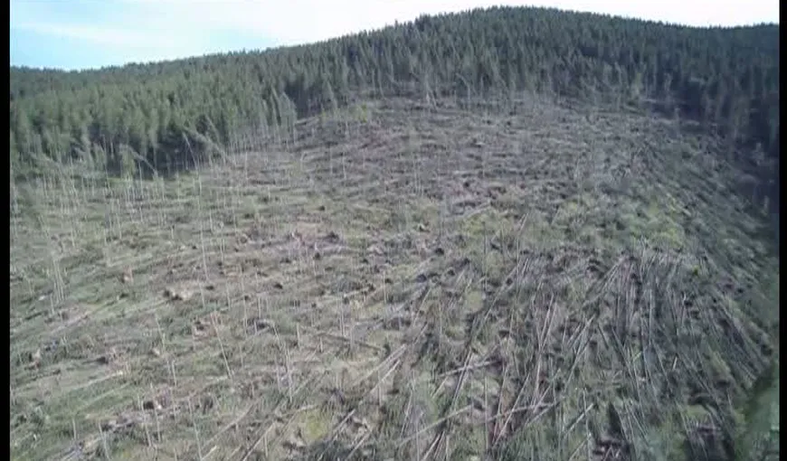 O pădure întreagă a fost pusă la pământ de vijelie VIDEO