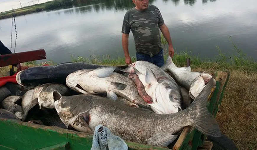 O tonă şi jumătate de peşti au murit din cauza caniculei, într-o baltă din Sânnicolau Mare
