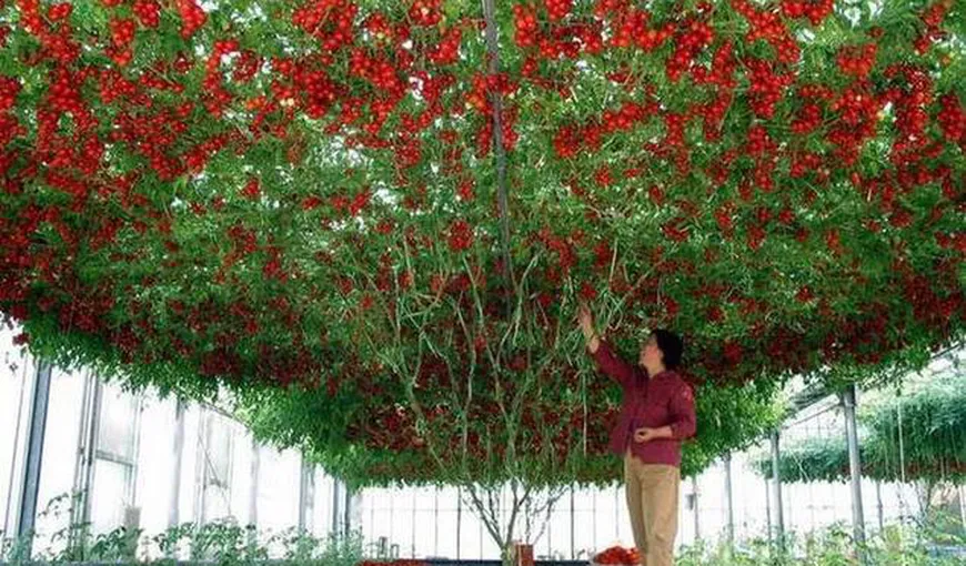 Pomul care face roşii creşte şi în România! De unde pot fi culese