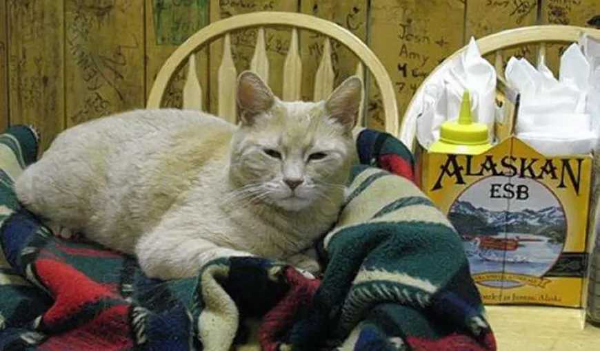 A murit Stubbs, pisica-Primar din Alaska. Avea 20 de ani. Comunitatea a onorat-o aşa cum se cuvine unui mare politician