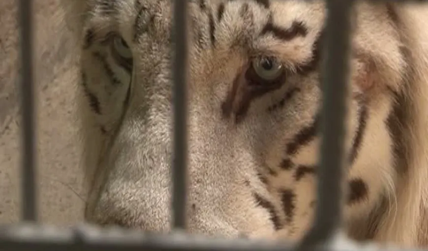 Animalele care au supravieţuit după incendiul de la Circul Globus au o nouă casă VIDEO