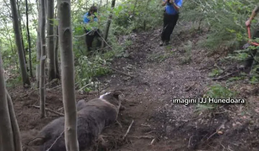 Un urs de 150 de kilograme a fost salvat din capcana braconierilor VIDEO