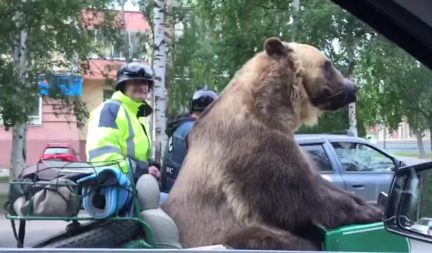 Cu ursul pe motocicletă. Imagini ireale surprinse în nordul Rusiei VIDEO