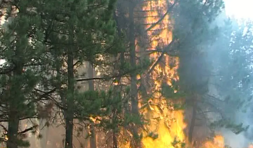 Incendiu puternic în Timiş. Patru hectare de pădure au fost cuprinse de flăcări