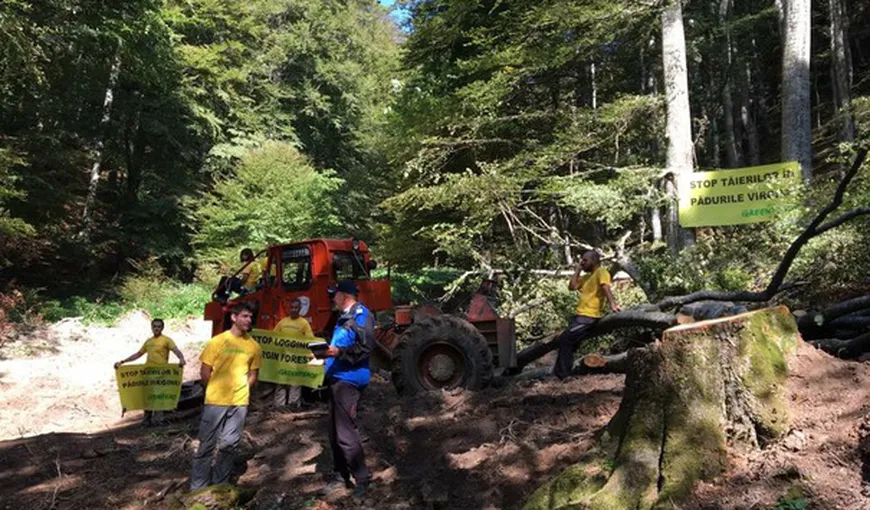 Protest al activiştilor Greenpeace faţă de exploatarea forestieră din Munţii Ciucaş. Reacţia Romsilva