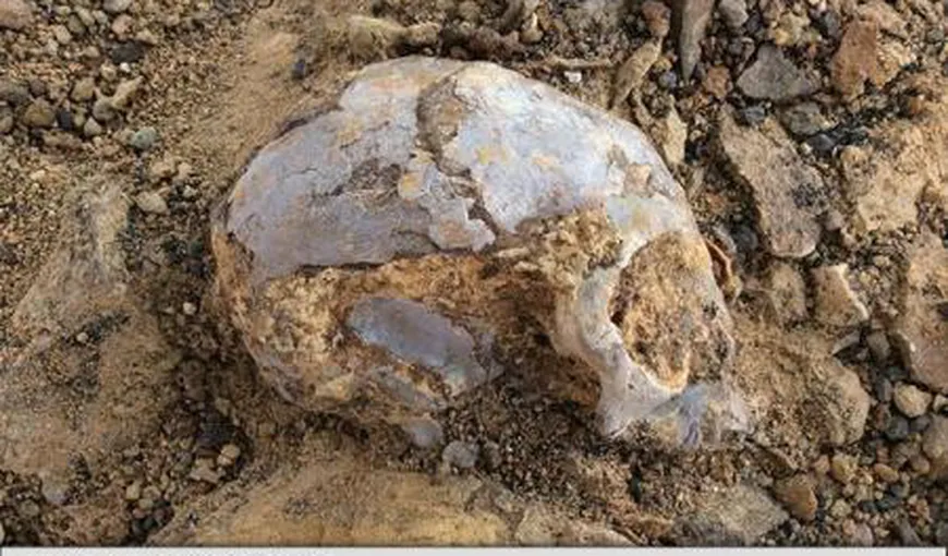 Descoperire extrem de importantă pentru trecutul omenirii: Un craniu fosilizat „remarcabil de complet” al unui pui de maimuţă