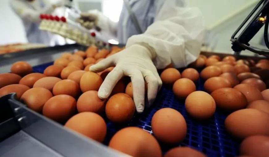 Un număr de 40 de ţări au fost afectate până în prezent de scandalul ouălor contaminate cu Fipronil