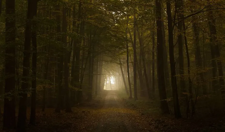 Incredibil ce a descoperit un bărbat într-o pădure: „Am avut noroc că eram singur”