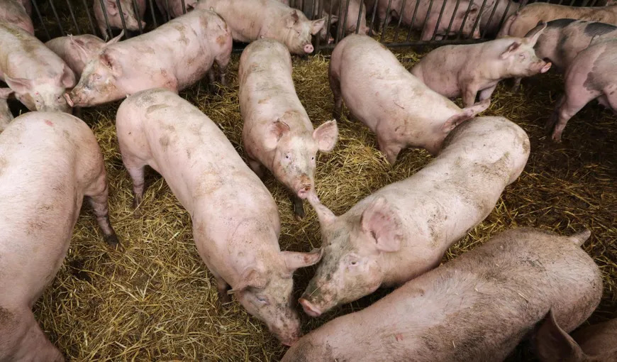 Focar de pestă porcină africană în România. Două gospodării de la periferia municipiului Satu Mare, afectate