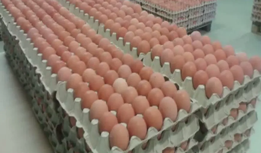 O tonă de pudră de ouă contaminată, confiscată în Bulgaria