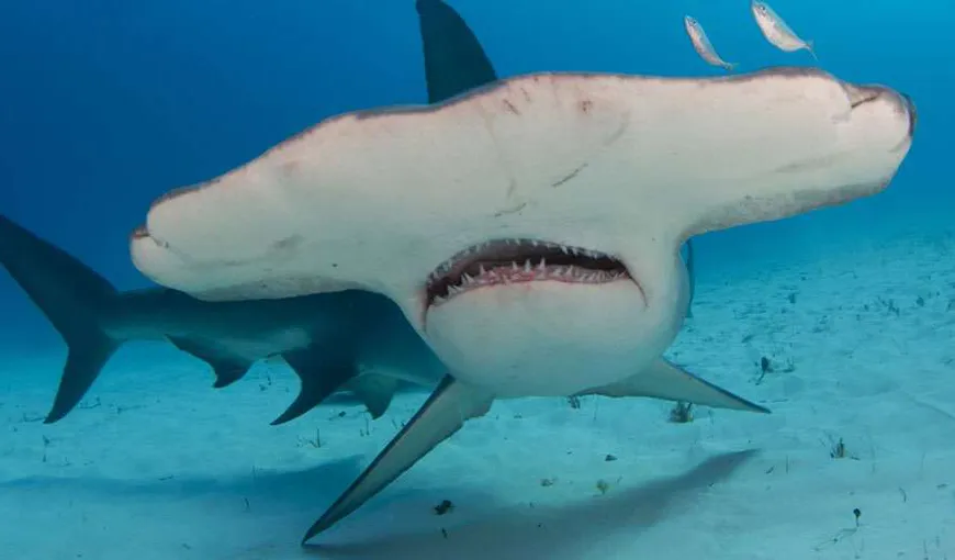 A împuşcat un rechin ciocan. Clipul care a scandalizat întreaga lume VIDEO