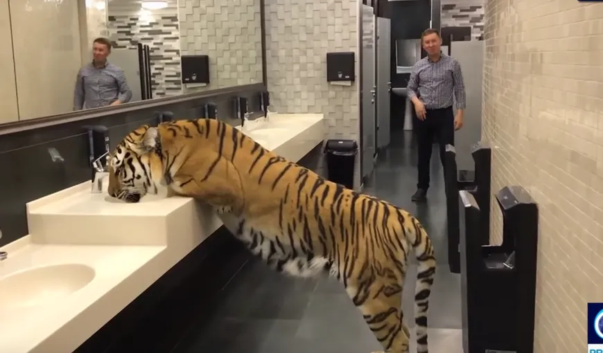 Şocul vieţii: S-au întâlnit cu un tigru, într-o toaletă publică din Moscova VIDEO