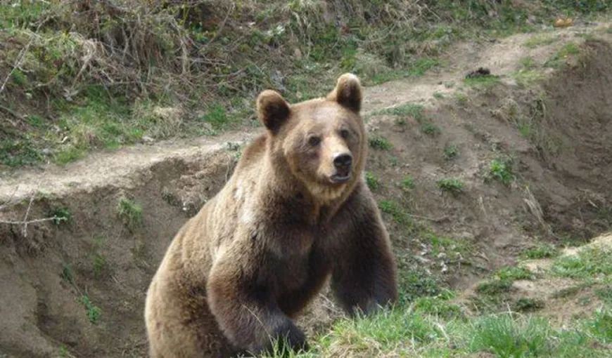 Ministrul Mediului Graţiela Gavrilescu a anunţat că va emite un ordin care dă posibilitatea uciderii a peste 140 de urşi