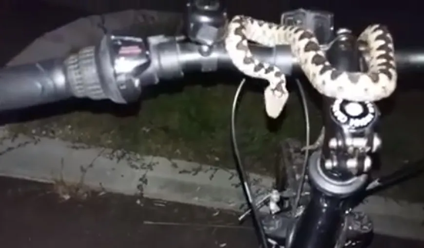 Clipe de spaimă. Directorul unei televiziuni din Vâlcea s-a trezit cu o viperă pe bicicletă VIDEO