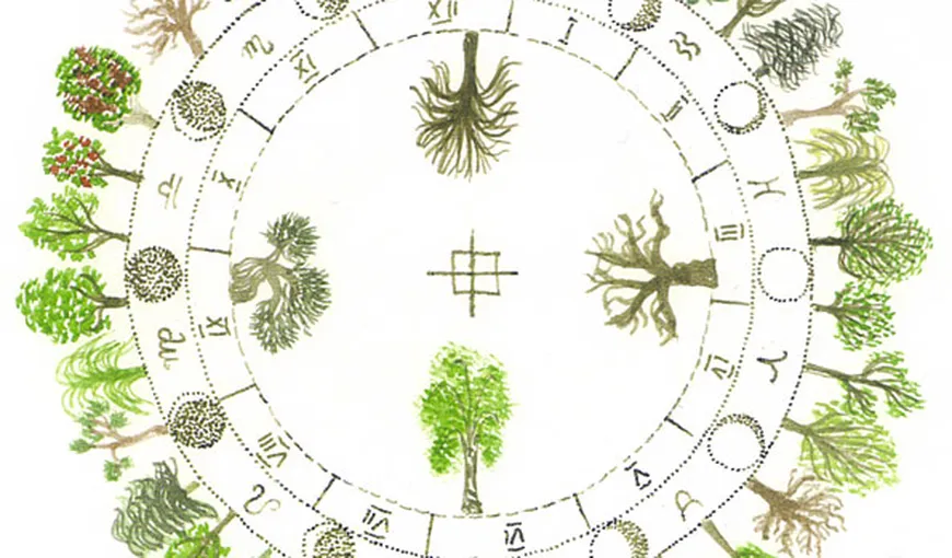 Zodiacul Arborelui, cel mai vechi din lume. Ce arbore te reprezintă în funcţie de data naşterii
