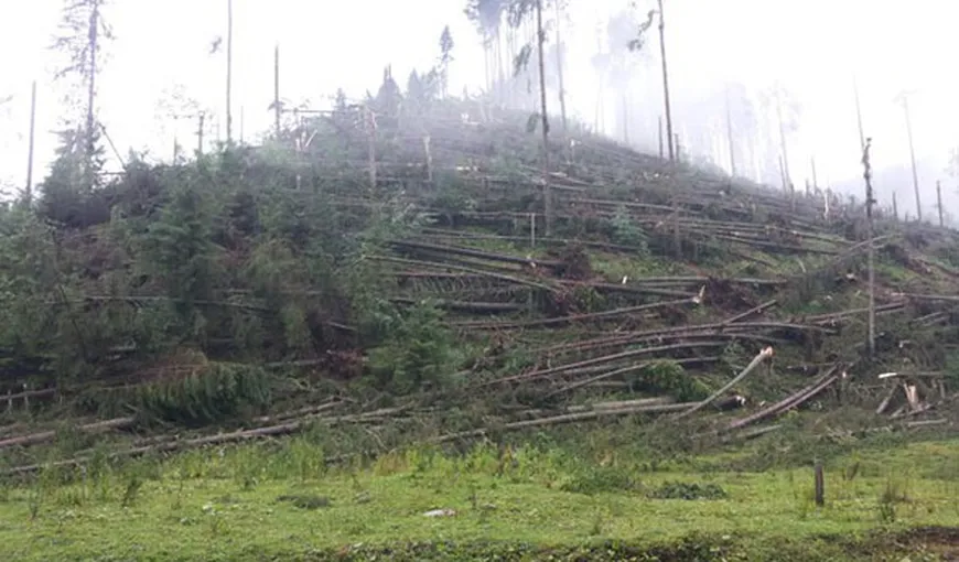 Peste şapte sute de hectare de pădure, doborâte complet de furtunile din ultimele zile, anunţă Romsilva