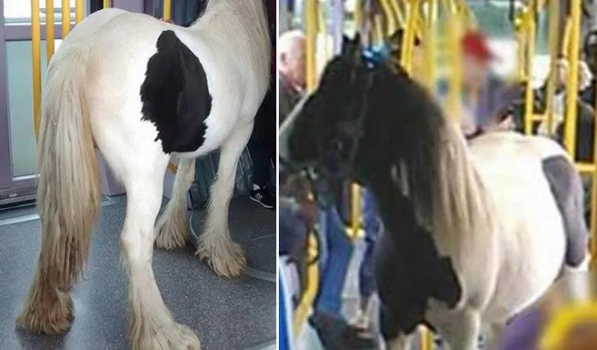 De necrezut, s-a întâmplat într-un oraş din UE. Un bărbat a intrat cu calul în vagonul de tramvai VIDEO