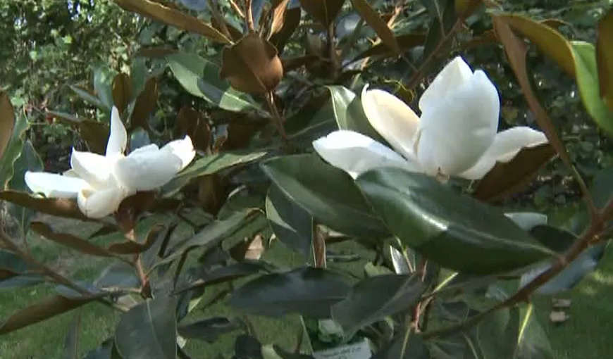 Fenomen spectaculos: au înflorit magnoliile în septembrie