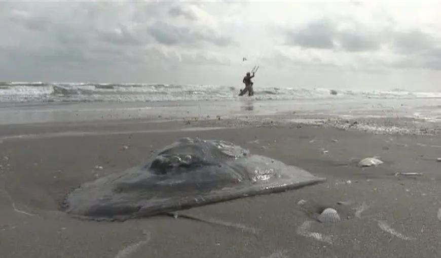 Invazie de meduze uriaşe pe plajele din Mamaia VIDEO