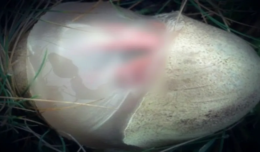 O femeie a găsit un ou în grădină. A rămas ŞOCATĂ când a văzut ce iese din el VIDEO