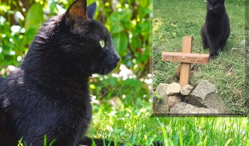 Pisica cu 9 suflete. O mâţă a apărut acasă la 5 ore după ce fusese îngropată