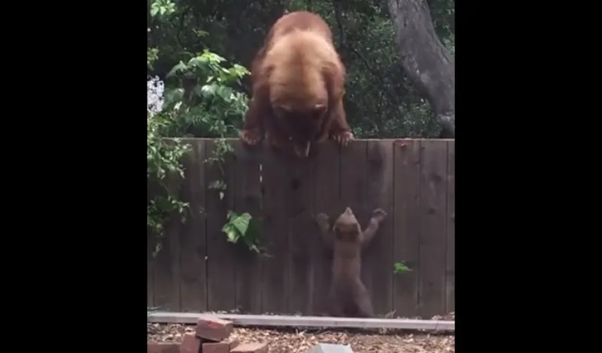 Imagini înduioşătoare cu un pui de urs care aşteaptă să fie salvat de mama lui VIDEO