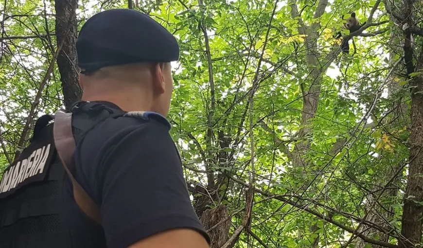 Un pui de urs, blocat într-un copac dintr-o gospodărie. Jandarmii l-au dat jos după două ore