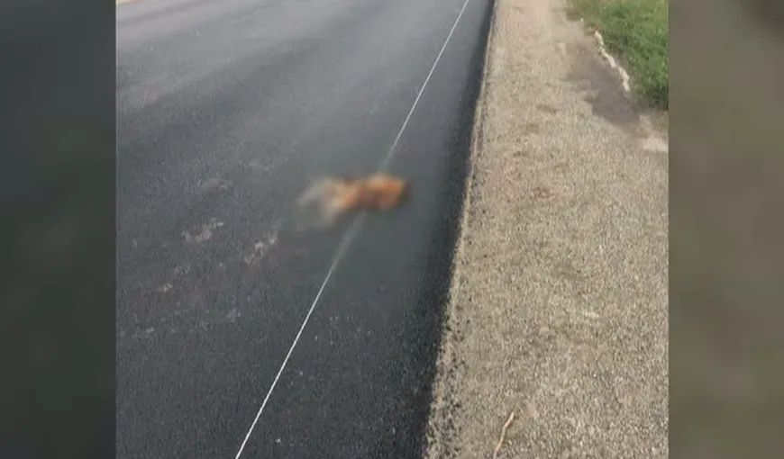 Dorel loveşte din nou, a trasat drumul peste vulpea moartă VIDEO