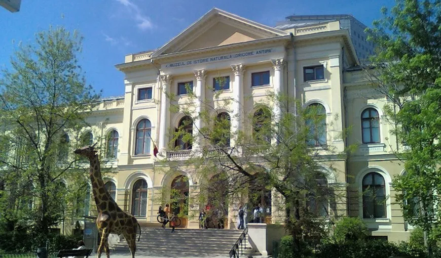 Muzeul Grigore Antipa refuză să cedeze aproape jumătate din suprafaţa liberă de construcţii a instituţiei