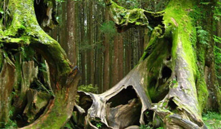 Pădurea Hoia-Baciu, cea mai înfricoşătoare din lume. Presa internaţională, fascinată de locul blestemat