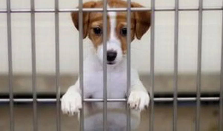 Campanie de adopție a câinilor fără stăpân