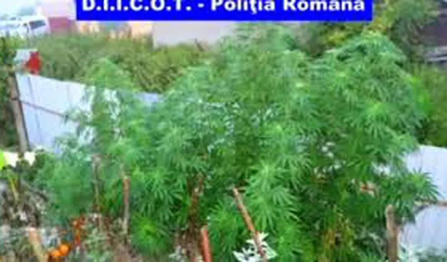 Doi poliţişti din Arad bănuiţi că ar avea o plantaţie de cannabis, reţinuţi de DIICOT