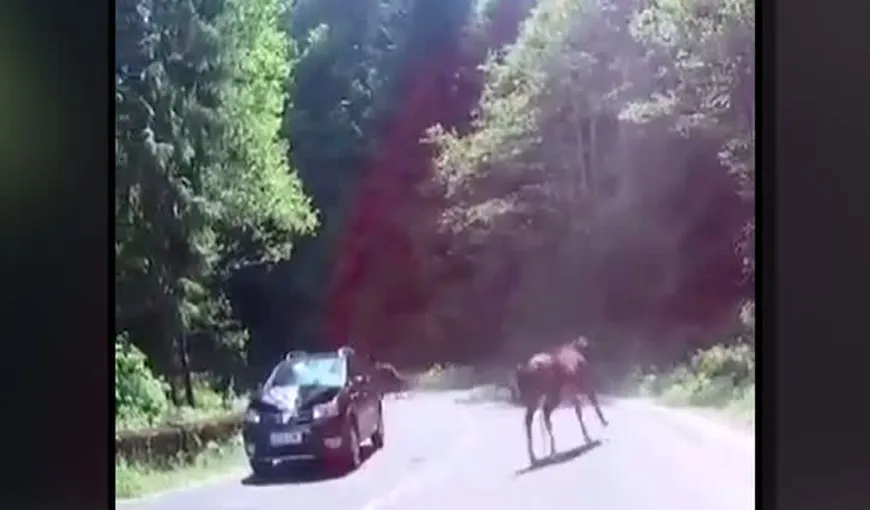 Imagini incredibile surprinse pe şosea. O maşină izbeşte în plin un cal, în drumul spre Poiana Braşov VIDEO