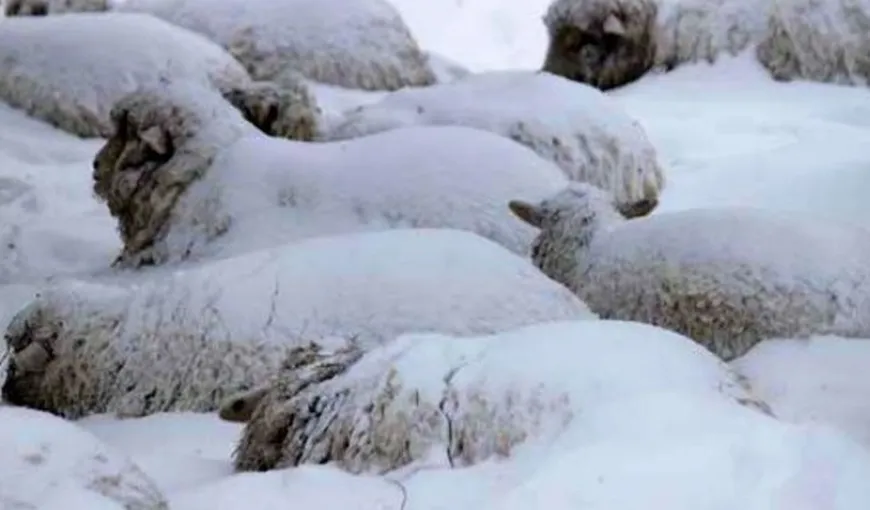 Intervenţie extremă de salvare. Mai mulţi ciobani cu sute de animale au rămas blocaţi în nămeţi pe munte