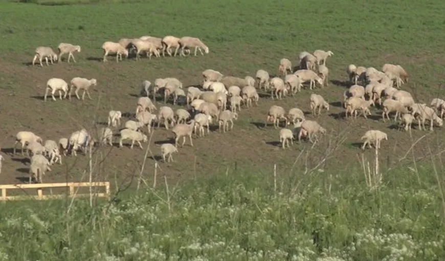 Scutul anti-racheta, bruiat de oile unui cioban din Deveselu. Mioarele dau peste cap senzorii americanilor