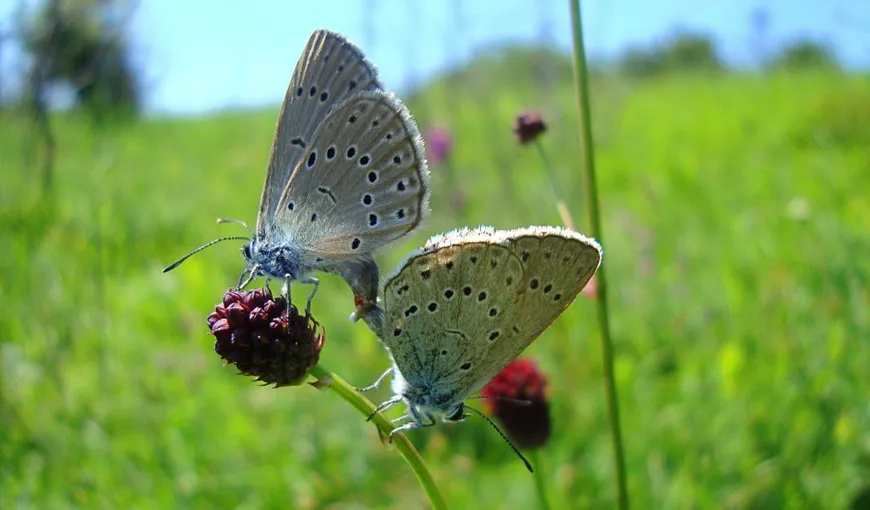 Votează Insecta Anului în România. Anul trecut a fost aleasă rădaşca