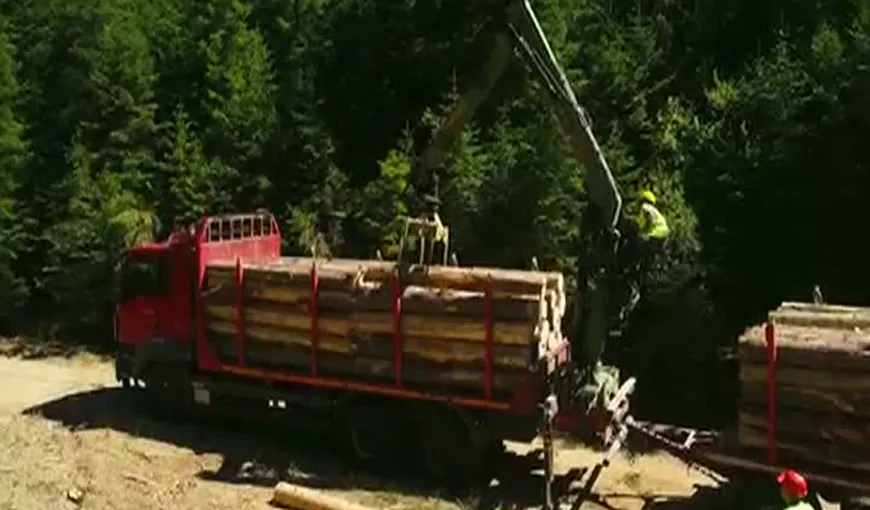 România, model în Europa în privinţa monitorizării transporturilor de lemn
