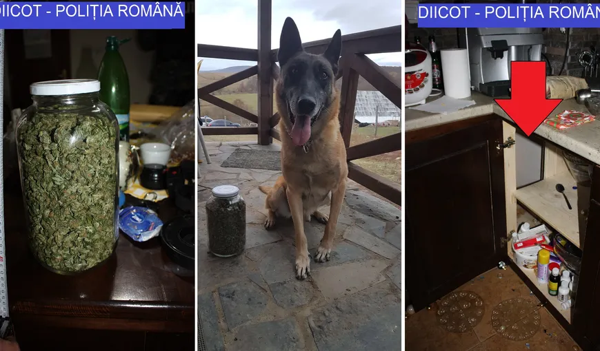 Jumătate de kilogram de droguri ţinute într-un borcan ascuns în peretele unei case, găsite de câinele poliţist Jef