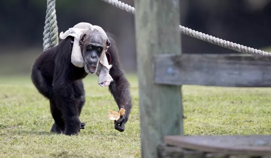 Cel mai longeviv cimpanzeu din lume a murit la 79 de ani. I se spunea Little Mama