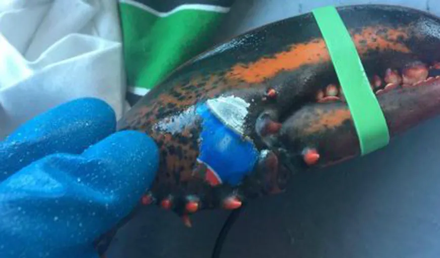 Un homar tatuat cu logo-ul Pepsi a fost prins de pescarii canadieni. Cum explică oamenii de ştiinţă