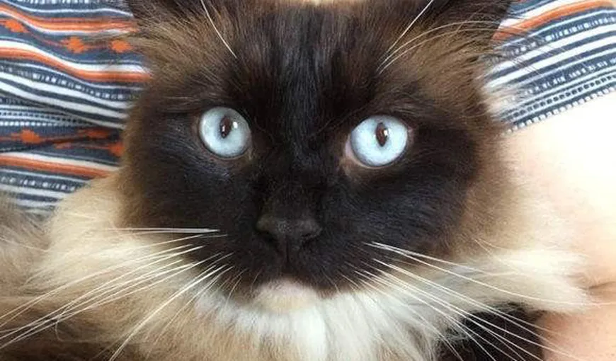 Este căutat un ucigaş de pisici, la Londra. El a omorât deja peste 250 de animale