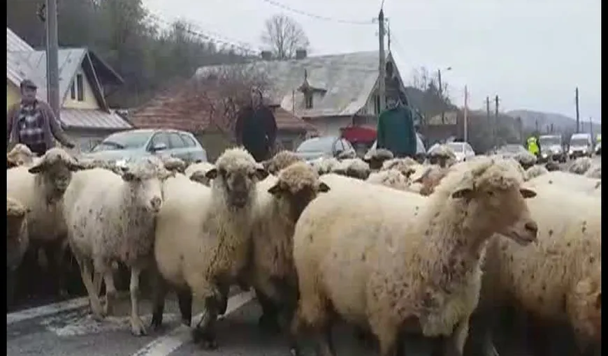 Protest cu oi pe DN1. Drumul a fost blocat
