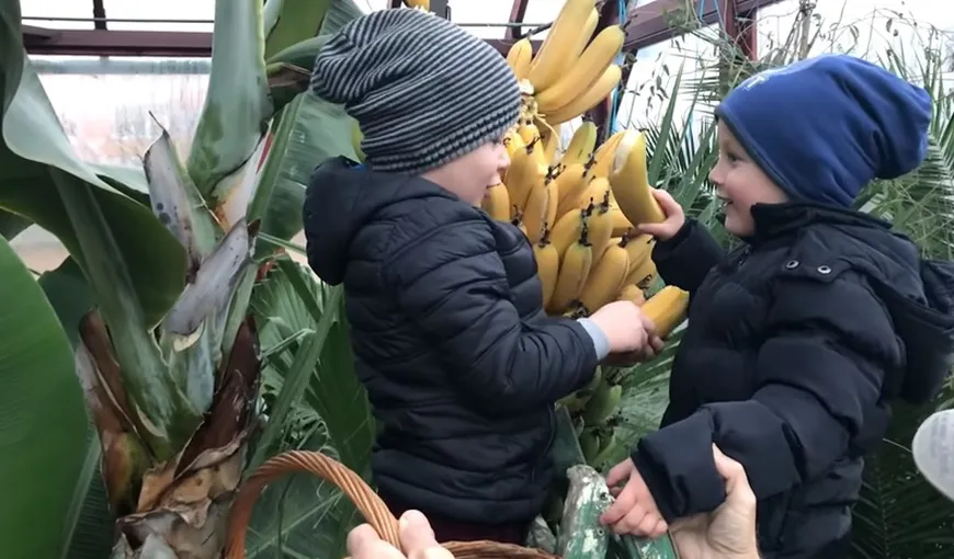 Prima recoltă de banane produse în Alba Iulia VIDEO