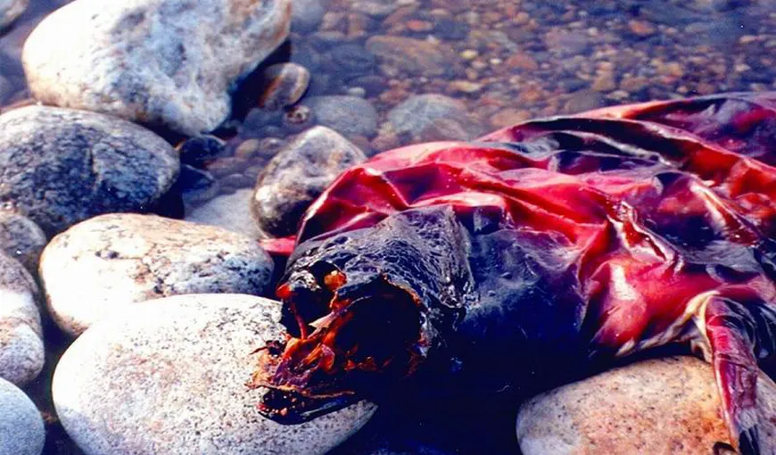 Descoperire MACABRĂ în Lacul Baikal, peste 140 de trupuri neînsufleţite: „Este epidemie!”