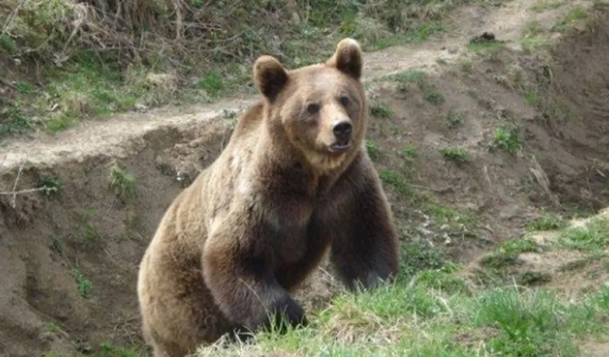 Intervenţie pentru alungarea unui urs care s-a plimbat mai mult de o oră prin Mediaş