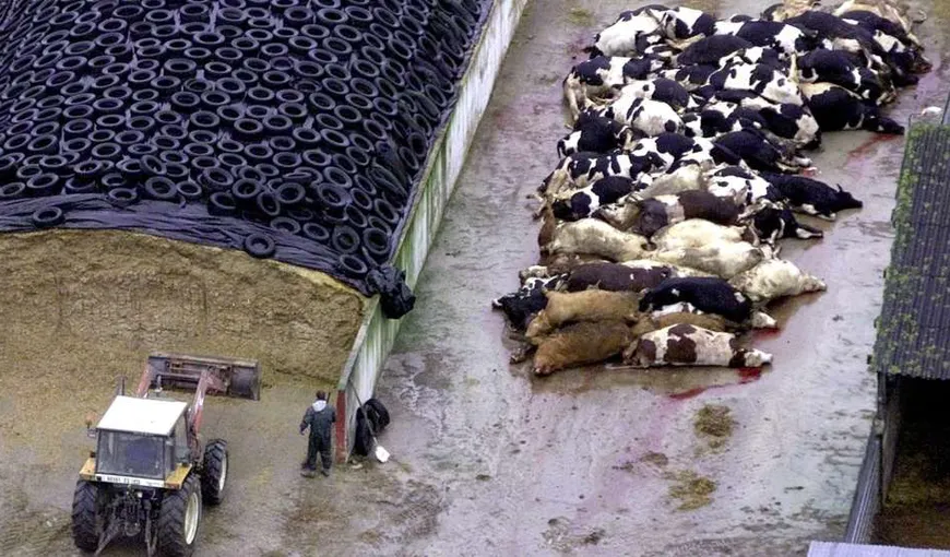 Boala vacii nebune revine în Europa. A fost descoperit un caz în nord-estul Spaniei