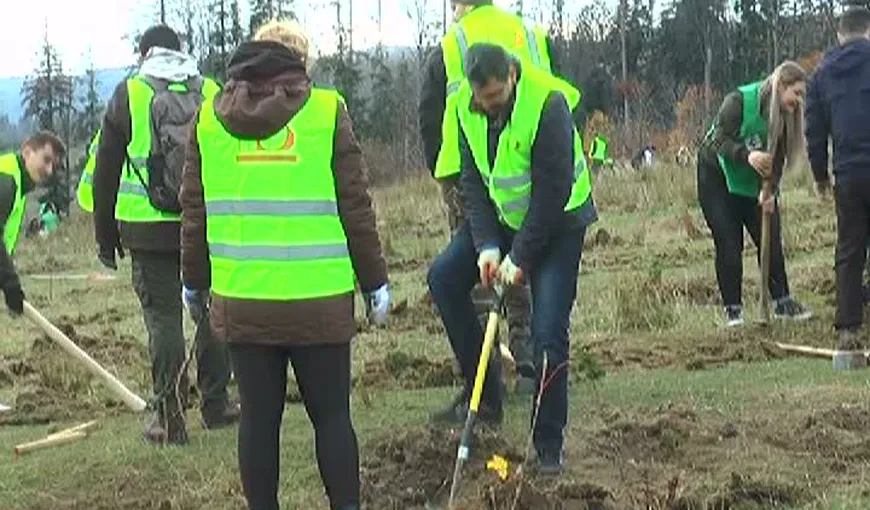 Voluntarii proiectului „Pădurea de mâine” au plantat peste 21.000 de copaci pe un teren forestier din Suceava