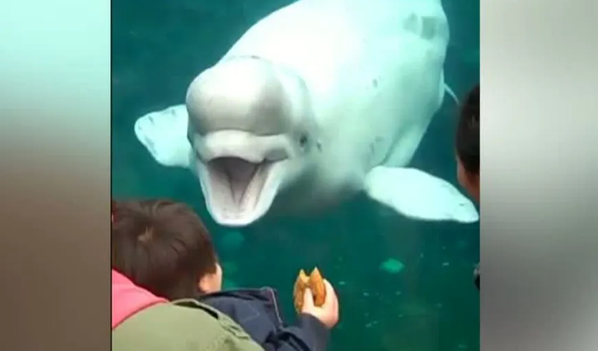Imagini virale pe Internet, cum reacţionează animalele marine când văd copii VIDEO
