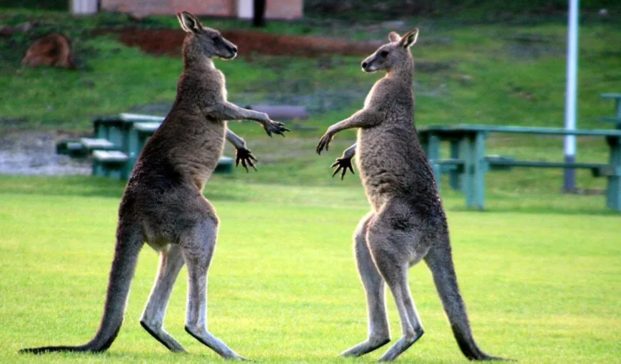 Cum opreşti o bătaie între canguri? Moment amuzant filmat în Australia VIDEO