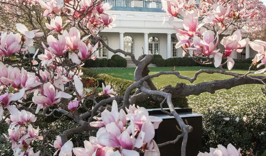 Prima Doamnă a SUA, Melania Trump, vrea să taie bătrâna magnolie de la Casa Albă